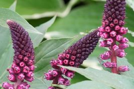 50 Lysimachia Atropurpurea Beaujolais Seeds Flower Perennial - £14.13 GBP