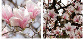 6-12&quot; Tall - Saucer Magnolia Tree/Shrub - Live Plant - 2.5&quot; Pot - (Soulangeana) - £54.56 GBP