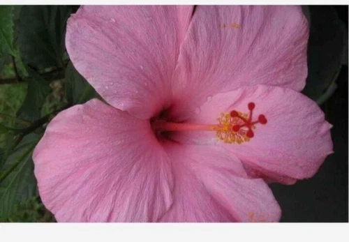 Seminole Pink Hibiscus Well Rooted Starter Live Plant 5 To 7 Inches Tall... - $9.10