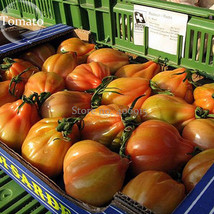 Foshou Big Yellow Tomato 100 Seeds Delicious Fruit Vegetable E3895 Gardening USA - £9.56 GBP