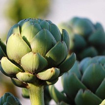 Imperial Star Artichoke Seeds A Highyielding Thornless Annual Variety For Easy A - $10.23