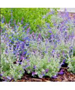 20 Munz&#39;s Sage Seeds | California Landscaping (Salvia munzii) Rock, Bord... - $9.43 CAD