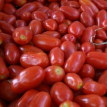 CLK San Marzano Short Vine Tomato Seeds (Indeterminate) 30 Seeds Non-GMO... - £3.51 GBP