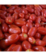 CLK San Marzano Short Vine Tomato Seeds (Indeterminate) 30 Seeds Non-GMO... - $4.56