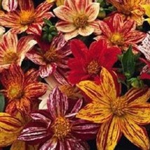 20 Fireworks Mix Dahlia Hearty Annual Flower Seeds Garden - $16.00