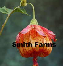 25 Seeds Red Orange Chinese Lantern Flowers Abutilon Garden - $7.77