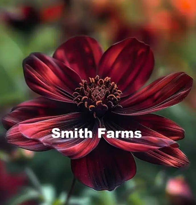 LWS Chocolate Cosmo Flowers 25 Seeds USPS Shipping - $10.50