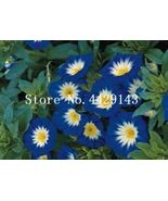 100 Pcs StarBlue Bonsai Morning Glory Flowers - $18.77 CAD