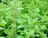 1000 Seeds Sweet Marjoram Seeds Organic Herb Garden Indoor Container Gro... - $8.99