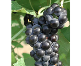 Valiant Black Grape Seeds 100PCS Juice Jelly Table Grape Plant Seedlings - £13.74 GBP