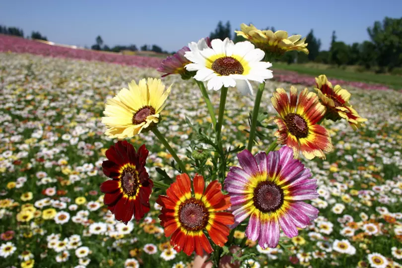 1 Oz Painted Daisy Mix Flower Seeds Chrysanthemum Carinatum Approx 12000 Seeds G - $16.27