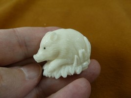 tb-pig-4 little white pig Tagua NUT palm figurine Bali carving Piglet hog - $35.76