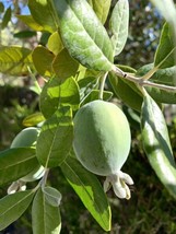 Feijoa Sellowiana Pineapple Guava40 Seeds 2024 Fresh Garden - $19.98