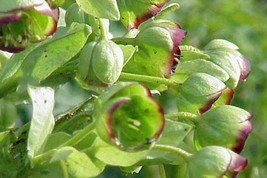 GIB Helleborus foetidus | Stinking Hellebore | Dungwort | 5 Seeds - $19.00