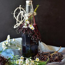 European Elderberry Organic Fruiting Shrub Sambucus Nigra Edible Superfr... - $12.42 CAD