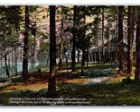 Tree Grove at American Lake Tacoma Washington WA 1909 DB Postcard P19 - £3.91 GBP