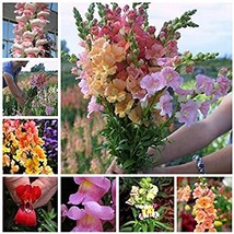 Bonsai 100  pcs Mixed Antirrhinum Snapdragon Jardin Fragrant Dwarf Flower DIY Ho - £6.44 GBP