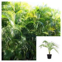 SEPTH Areca Palms Live Plant Palm Areca Palm Dypsis Lutescens Butterfly ... - $6.89