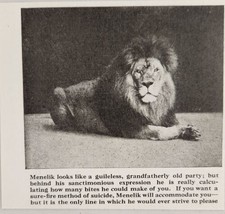 1920 Magazine Photos Huge Lion Named Menelik Bronx Zoo New York,NY - £7.80 GBP