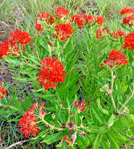 Milkweed 200 Seeds Asclepias Tuberosa Orange Butterfly Weed Ez To Grow - £4.47 GBP