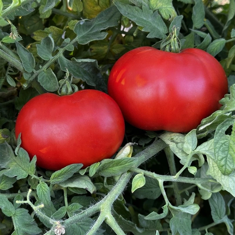 240+ Abe Lincoln Tomato Seeds ------------------- Heirloom -- Organic --... - $8.23