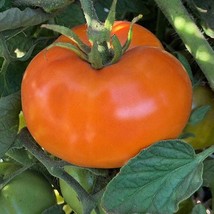 USA Seller Caro Rich Tomato Seeds Organic Fast Shipping - £10.04 GBP