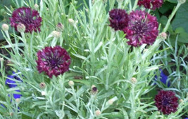 BPA 25 Seeds Black Garnet Bachelor&#39;S Button/Cornflower Centaurea Cyanus FlowerFr - £7.91 GBP