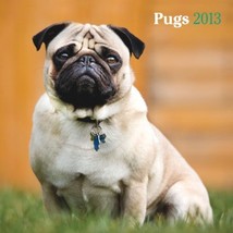 Pugs 2013  Square 12X12 Wall Calendar [Calendar] - £5.49 GBP