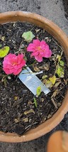 Little Chief Miniature rose bare root - $27.72