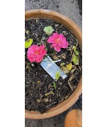 Little Chief Miniature rose bare root - $37.89 CAD