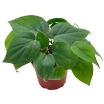 Philodendron Hederaceum, 4 inch, Heart Leaf Philo - £9.65 GBP