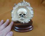 (Skull-11) medium white bas relief Skull figurine Bali antler carving cr... - $79.99