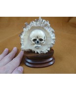 (Skull-11) medium white bas relief Skull figurine Bali antler carving cr... - $1,496.20 MXN