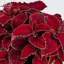 20 Seeds Rainbow Superfine Red Velvet Coleus Herbs - $10.75