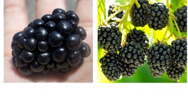 Big Daddy Thornless Blackberry Live Plants Outdoor Garden -4 Pack - LOWEST PRICE - $69.99