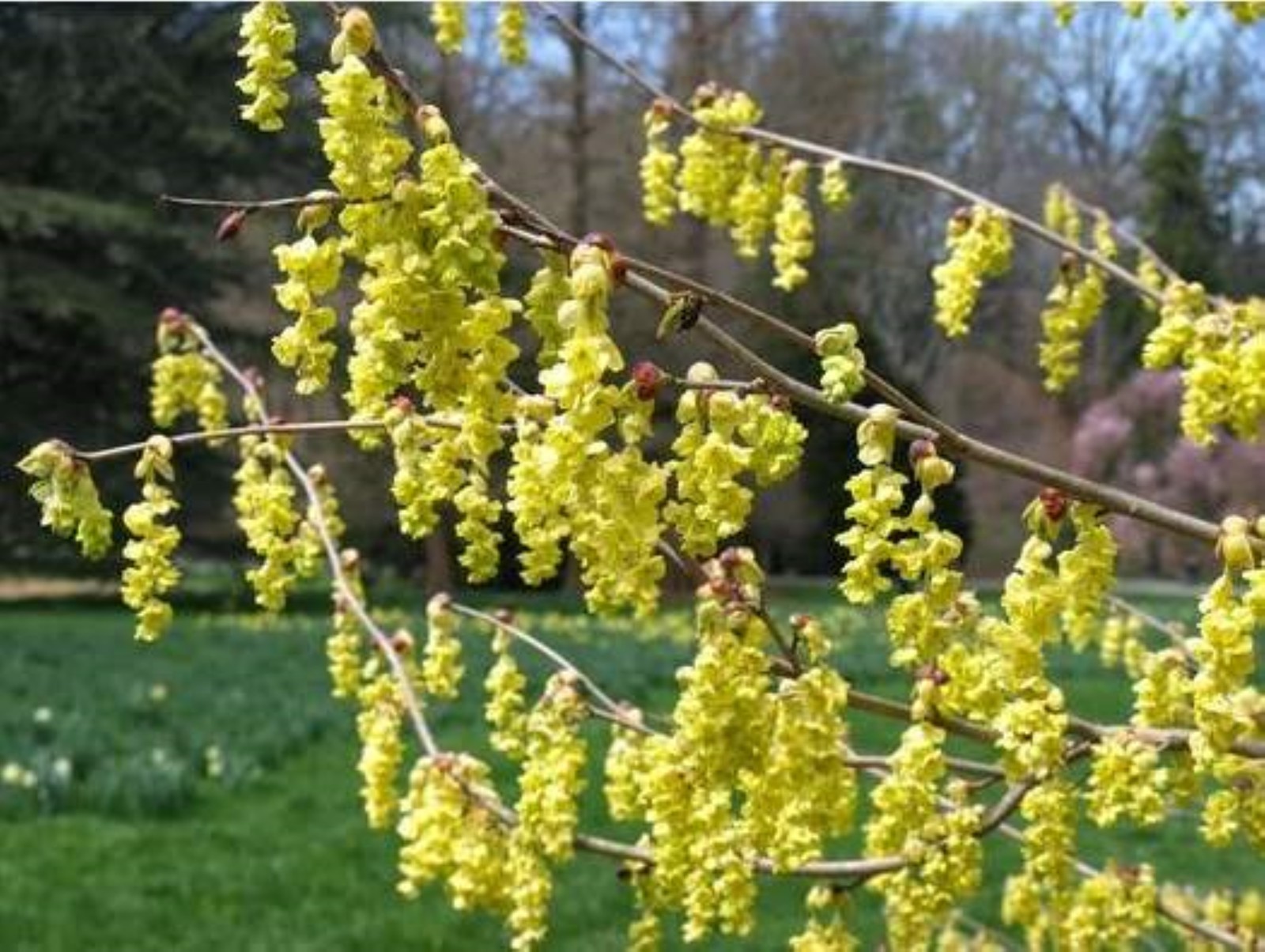 2 year old Corylopsis glabrescens &#39;Longwood Chimes&#39;, Winter Hazel, 14-18... - $34.00
