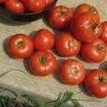 Homestead Tomato Seeds Gardening USA Shipping - £7.07 GBP