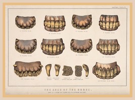 13547.Wall Decor Poster.Room Interior home office design.Vintage horse teeth - £12.74 GBP+