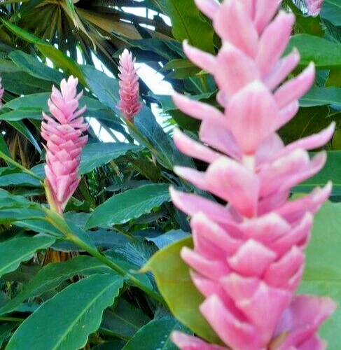 ???? Arabic Ginger Alpinia purpurata flower-plant root rhizome fast grow... - $22.28