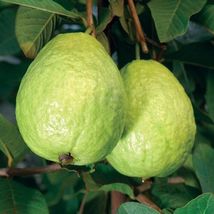 Live Apple Guava (psidium guajaba) live tropical fruit tree 12&quot;-24&quot; - £55.92 GBP