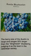 Austin Blueberry 4-6 Ft Plant Sweet Juicy Blueberries Plants Amino Acids Berry - £76.01 GBP