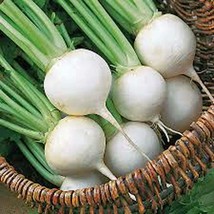 Turnip Seed,Turnip, White Egg, Heirloom, Organic 1000 Seeds, Non Gmo,Vegatable - £6.37 GBP