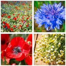 1000 Seeds Field Of Dreams Red, White &amp; Blue Flowers Poppy, Chamomile, Bachelor - £12.78 GBP