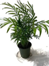 Royal Palm in a 4 inch pot. She has a fancy name too: Roystonea Regia. S... - £14.34 GBP