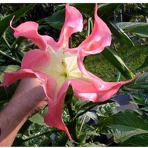 Frosty Pink Angels Trumpet Brugmansia Tropical Plant Well Rooted Starter Plant N - $58.48