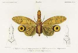 Lantern Fly, Peanut Bug (Fulgora Graciliceps) - 1849 Insect Illustration... - $11.99