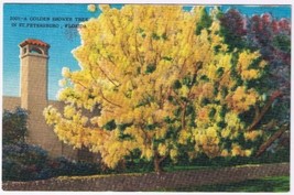 Postcard A Golden Shower Tree In St Petersburg Florida - £3.10 GBP