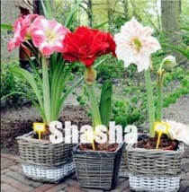 100 pcs Mixed Amaryllis Seeds Red White Pinkish-White Mix Colors FROM GARDEN - £5.15 GBP