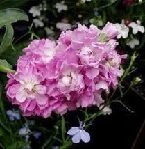 HGBO 50 Seeds Cinderella Pink Evening Or Night Scented Stock Flower Seeds Annual - £6.61 GBP