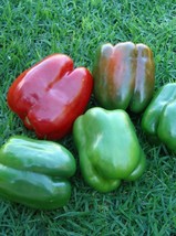 California Wonder Pepper Seeds 75 Seeds Great Variety Fresh Seeds Fast Shipping - £10.52 GBP